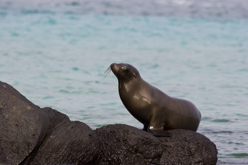 Galápagos Sealion